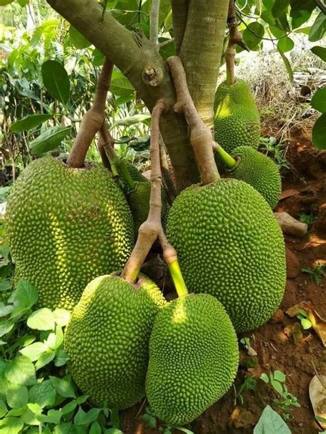 Full Sun Exposure Barahmasi Vietnam Super Early Jackfruit Plant For