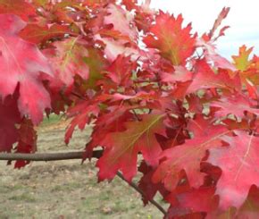 Red Oak Coeur D Alene Trees