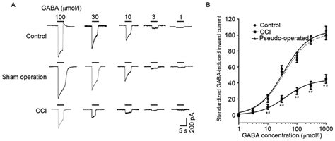 GABAinduced Inward Currents In DRG Neurons A Different