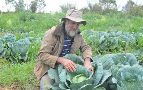 Agricultor doa três toneladas de repolho ao Banco de Alimentos BAS