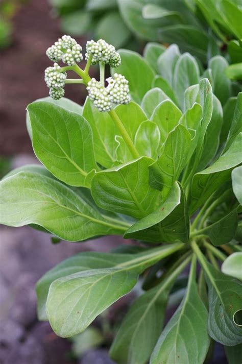 16 Heliotrope Plant Varieties : A Stunning Houseplant Landscaping