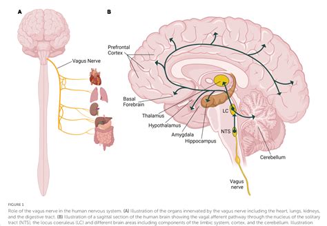 Figure 1 From Vagus Nerve Stimulation Mechanisms And Factors Involved