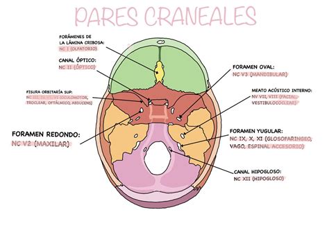 Forámenes del cráneo Craneo anatomia Anatomia y fisiologia humana