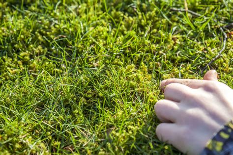 Top How To Remove Moss From Lawn