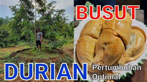 CARA MENANAM POHON DURIAN SISTEM BUSUT 2 TAHUN BERBUAH BOLANG