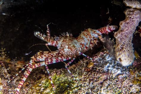 Marbled Shrimp Facts And Photographs • Seaunseen