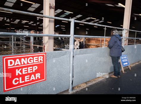 Warning Signs On The Outside Of The Cattle Pens At Melton Mowbray