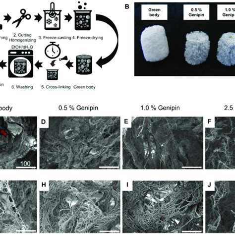 Preparation And Morphology Of D Pcl Gelatin Scaffolds A Schematic