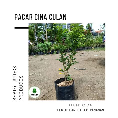 Jual Bibit Pohon Culan Pacar Cina Di Lapak Zplant Official Bukalapak