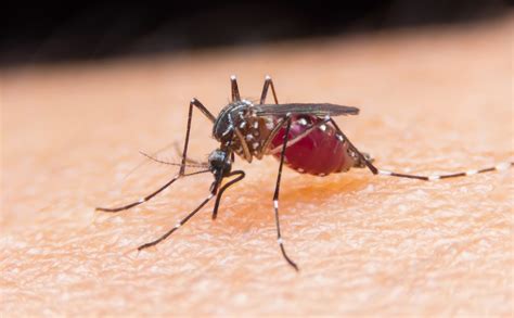 What is Malaria Fever? - Dr Lal PathLabs Blog