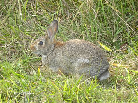 Eastern Cottontail Sylvilagus Floridanus Mallurus A Photo On Flickriver