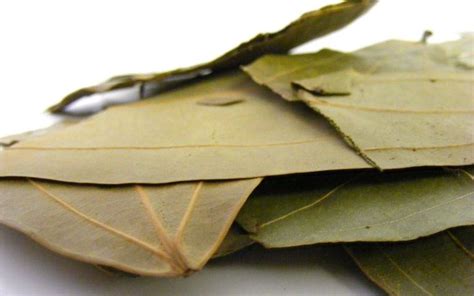 Bay Leaf - Nutrition, Health Benefits, Uses, Substitute, Pictures