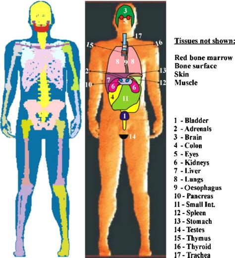 Max Phantom Frontal Views Of The Skeleton And Of The Internal Organs Download Scientific Diagram