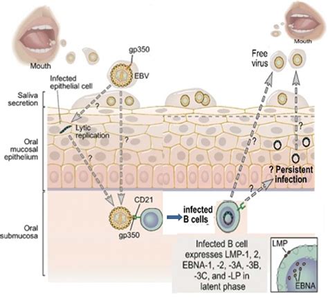 Figure 1 2 From Functional Interactions Between Chromatin Associated Proteins And Epstein Barr