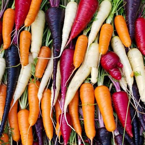 Welldales 50 Giant Rainbow Carrot Seeds 6 Varieties Mixed F1 British