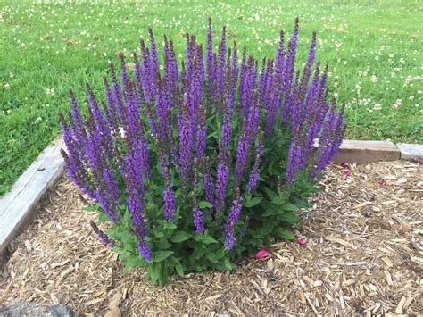 Fixing Your Floppy Salvias