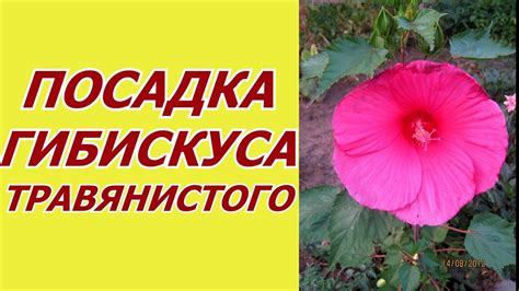 Гибискус Травянистый. Посадка корневища - YouTube