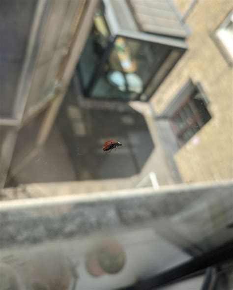 This ladybird that was on my window : r/confusing_perspective