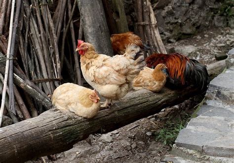 Sleeping Chickens: How and When Chickens Sleep - Eco Peanut