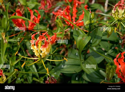 Gloriosa Superba Linn Medicinal Plant In Dharapuramtamil Naduindia