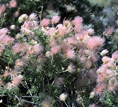 Plants Of New Mexico Anoopkatlin