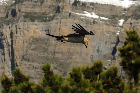 Fauna Del Parque Nacional De Ordesa Y Monte Perdido