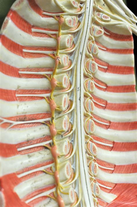 Human Anatomy Lab: Spinal Cord