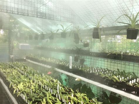 Greenhouse Misting Systems | Greenhouse Cooling Solutions