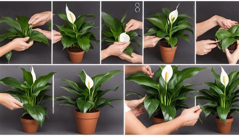 Peace Lily Types, Pruning, Light, Water, Soil, Temperature, Fertilize ...