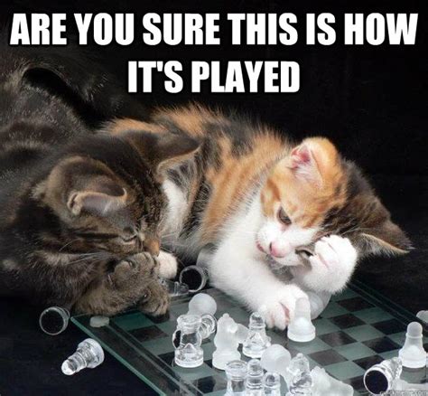 Are You Sure This Is How Its Played Chess Cat Quickmeme