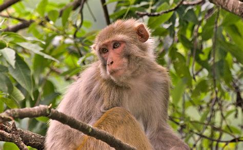 Rhesus Macaque Image Eurekalert Science News Releases