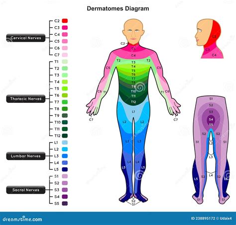 Dermatome Guide