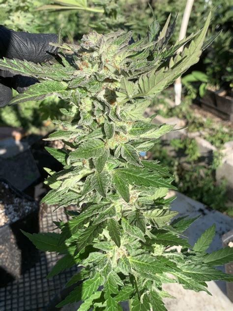 Gelonade X Tropaya 25ct Regs Chitown Seeds