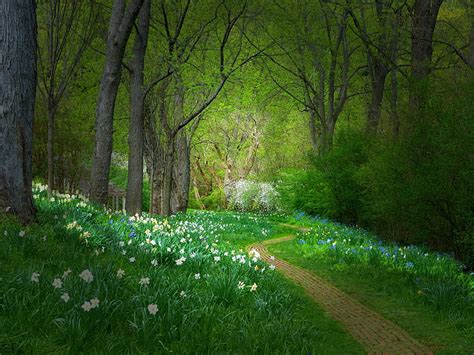 Hd Wallpaper Man Made Path Flower Forest Green Spring Tree