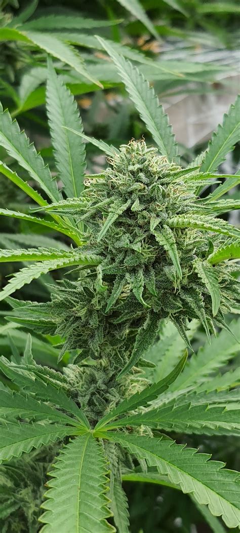 1184 Best Gorilla Glue Images On Pholder Weed Microgrowery And Autoflowers