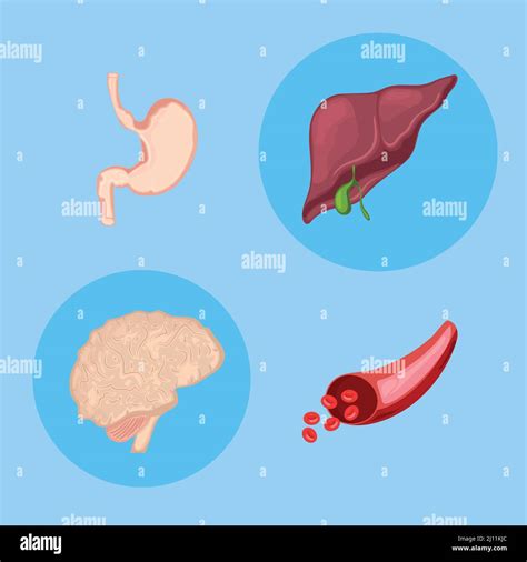 Symbole Menschliche Innere Organe Stock Vektorgrafik Alamy