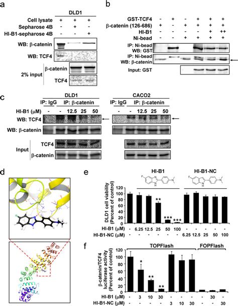 Hi B1 Directly Targets β Catenin And Disrupts β Catenintcf4 Complex Download Scientific