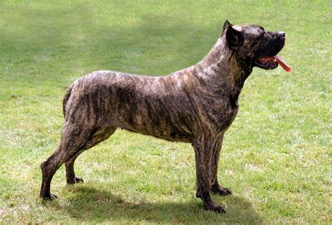 Presa Canario Blanc TAISON DE GUARDIAN CAN CANARIAS → Presa Canario