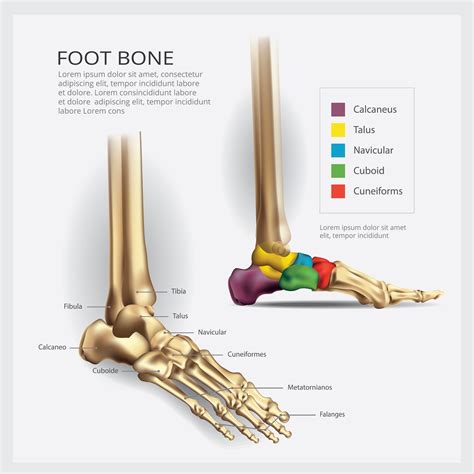 Foot Bone Anatomy Vector Illustration 539973 Vector Art at Vecteezy