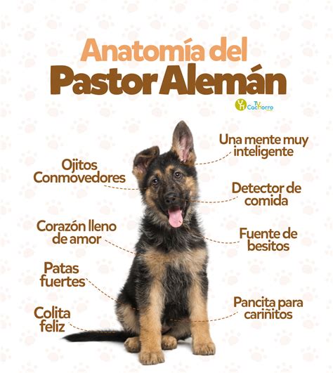 Cuanto Cuestan Los Cachorros De Pastor Aleman