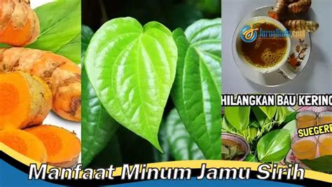 Kamu Wajib Tahu 8 Manfaat Minum Jamu Sirih Yang Jarang Diketahui