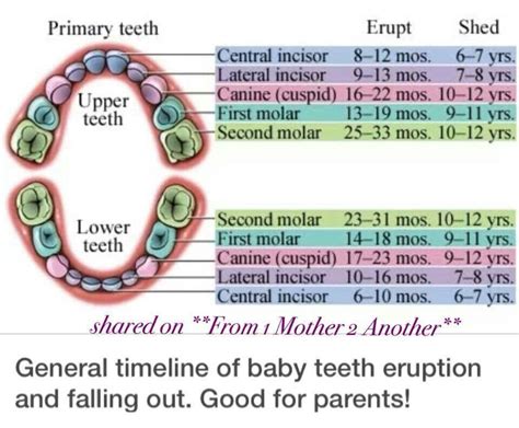 What Is Another Name For Baby Teeth - TeethWalls