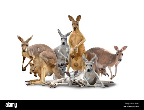 Group Of Kangaroo Isolated With Shadow On White Background Stock Photo