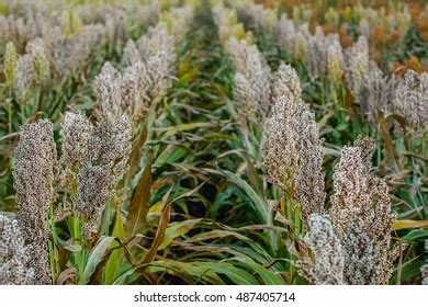 68 Sorghum silage Images, Stock Photos & Vectors | Shutterstock