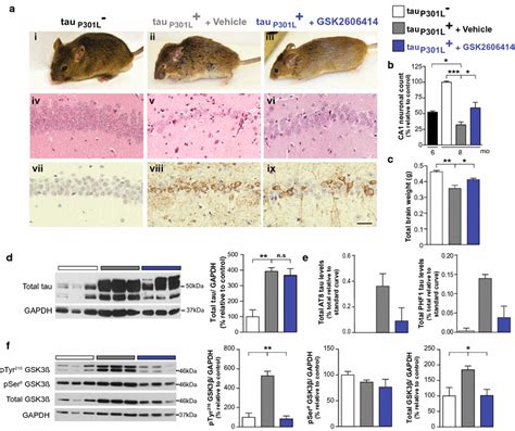 Perk Inhibitor Treatment Decreases Tau Phosphorylation And Prevents