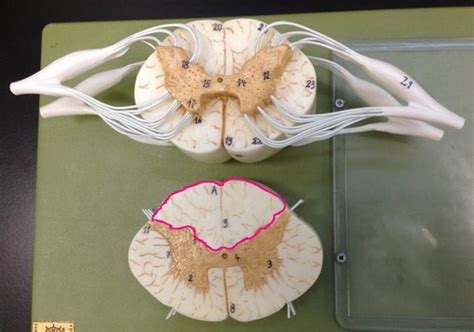 The Spinal Cord Flashcards Quizlet
