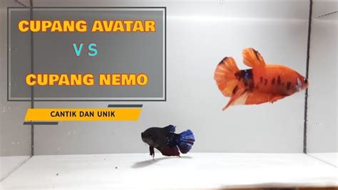 Cupang Avatar Vs Cupang Nemo Jenis Ikan Cupang Plakat Cupang Fish