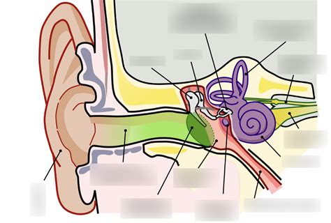 SPA5102L Middle Ear Diagram Quizlet