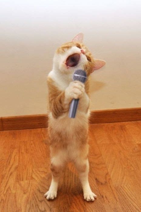 Funny Cat Pictures Cat Singing With Microphone Cats Funny Cat