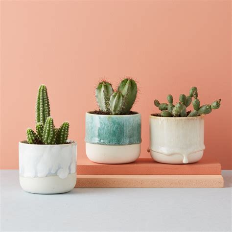 Plant Post Club - a plant subscription service for plantlovers - The